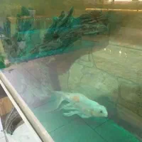 آکواریوم همراه ماهی باتمام لوازم و پایه متحرک|ماهی|گلبهار, شهر جدید گلبهار|دیوار