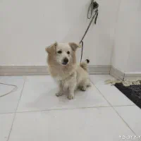 واگذاری سگ نژاد شیتزو پامرین