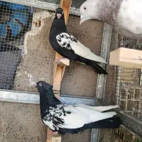 کفتر سینه سیاه|پرنده|شیراز, دشت چنار|دیوار