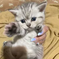 توله اسکاتیش و بیریتیش وارداتی|گربه|آمل, |دیوار