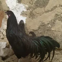 خروس سوماترا