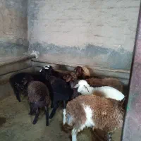 گوسفند ماده 10عدد