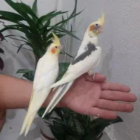 عروس هلندی|پرنده|خوانسار, |دیوار