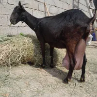 بز مورسیا