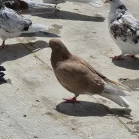 کبوتر