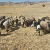 فروش 45عدد میش داشتی زاییده و آبستن