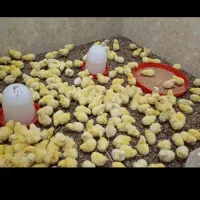 عرضه جوجه گوشتی مستقیم راس ۳روزه