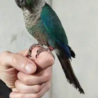 تراکوییس نرمال بالغ آماده جفت|پرنده|قائمشهر, |دیوار