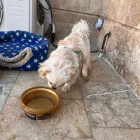 سگ پیکینیز شیتزو|سگ|چناران, |دیوار