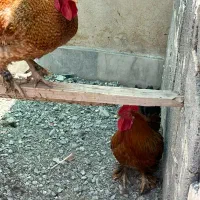 خروس امپراطور درجه ۱|حیوانات مزرعه|محمدشهر, ولدآباد|دیوار