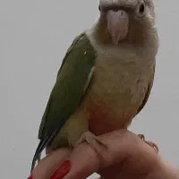 گرینچک|پرنده|شیراز, لاله|دیوار