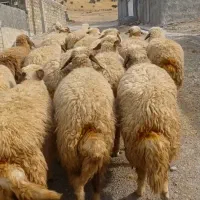 ۱۸ راس شک ماده قوچ گرفته حدوده ۱ ماهه