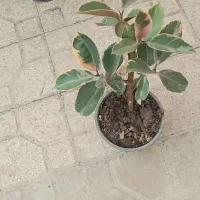 همه جور گل و گیاه مقاوم|گل و گیاه طبیعی|شیراز, شهرک مطهری|دیوار