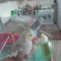 فروش یک جفت جوجه عروس هلندی زیبا وسالم