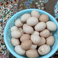 تخم مرغ محلی