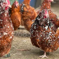 اورپینگتون نژاد سلطنتی|حیوانات مزرعه|تهران, آرژانتین|دیوار