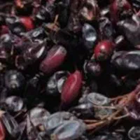 زرک کوهی یا همون قرمیخ