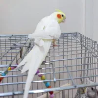 عروس هلندی سخنگو