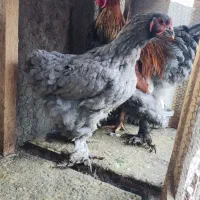 مرغ برهمایی مرغ محلی مرغ نیمچه|حیوانات مزرعه|رامیان, |دیوار