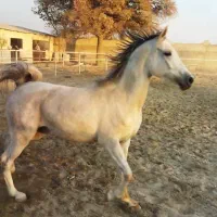 مادیانزیبایعرب ایرانی