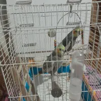 دوتا عروس هلندی نر و ماده