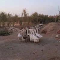 قو غاز اوکراینی