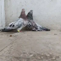 سرور شازده نسل قدیم