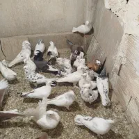 کفتر یا کبوتر پرشی|پرنده|اسلام‌شهر, شهرک امام حسین (میان آباد)|دیوار