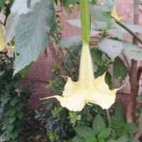 تعدادی نهال گل کاغذی وتاتوره|گل و گیاه طبیعی|رشت, جهاد|دیوار