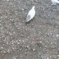 کبوتر فیلی گویروخ 40سانت