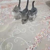 واگذاری بچه گربه تازه یکم غذا خور شدن