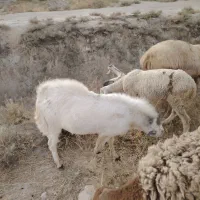 فروش کهره نر|حیوانات مزرعه|شیراز, کفترک|دیوار