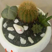 دیش گاردن های زیبا|گل و گیاه طبیعی|جهرم, |دیوار