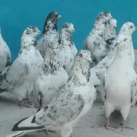 کبوتر پرونی(جشن پرواز )
