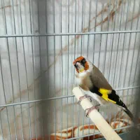 سهره چونه سفید