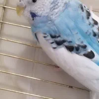 یک جفت مرغ عشق زیبا|پرنده|اسلامشهر, شهرک لاله|دیوار