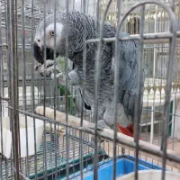 کاسکو 4ساله جنسیت نر آرام وصحبتی