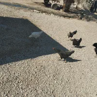 مرغ و خروس|پرنده|گتوند, |دیوار