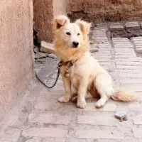 سگ پاکوتاه پشمالوفقط یه تومن