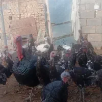 بوقلمون تایلندی فروش فوری