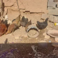 ۷تا مرغ جوان|حیوانات مزرعه|اسفراین, |دیوار