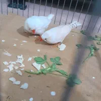 فنچ زیرا|پرنده|بوئین زهرا, |دیوار