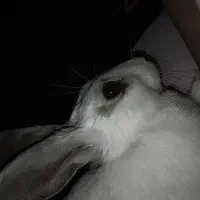 خرگوش