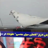 کبوتر کفتر
