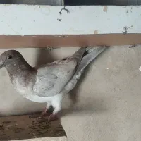 فروش کبوتر|پرنده|لار, |دیوار