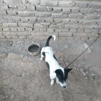 سگ پاپی ماده لیسگ|سگ|تربتحیدریه, ترمینال|دیوار