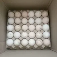 تخم غاز|حیوانات مزرعه|رشت, آتشگاه|دیوار