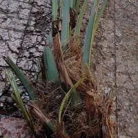 پاجوش برحی