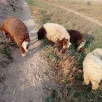 بره