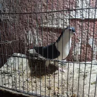 کفتر صید قلدر|پرنده|مشهد, شهرک شیرین|دیوار